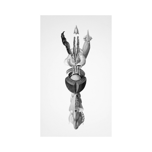 De las formas sensibles II