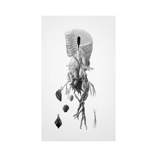 De las formas sensibles I