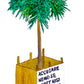 Coram Deo [palmera]