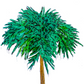 Coram Deo [palmera]