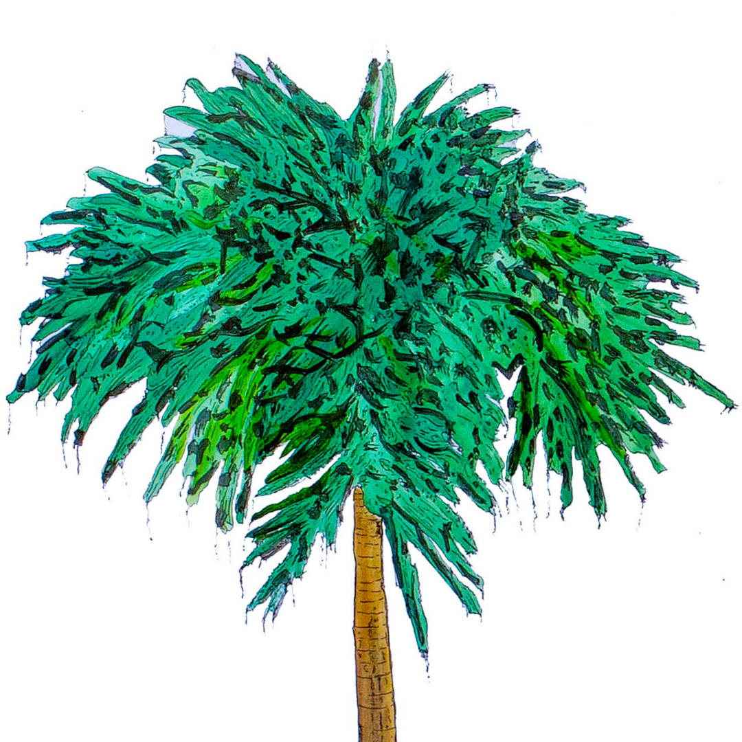 Coram Deo [palmera]